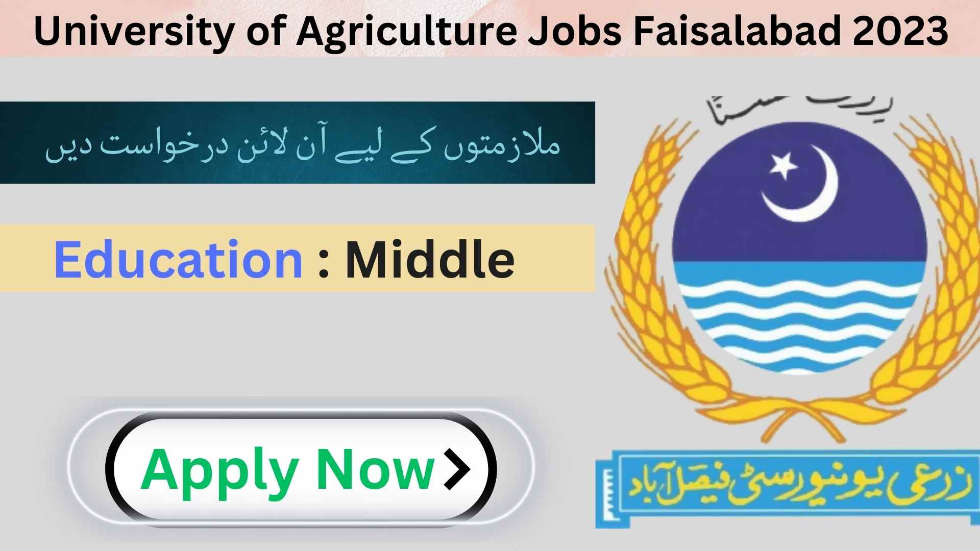 Latest University of Agriculture UAF Research Jobs Faisalabad 2023